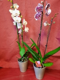 Orchid Plant